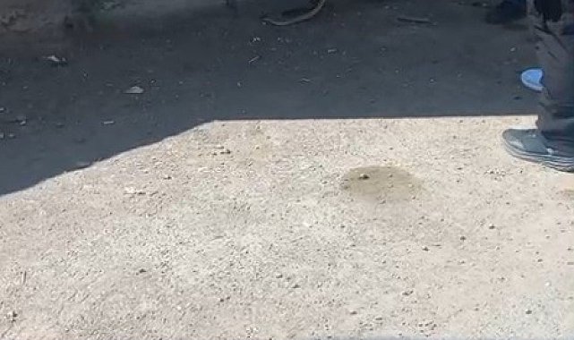 Kars'ta 1 metrelik yılan paniği