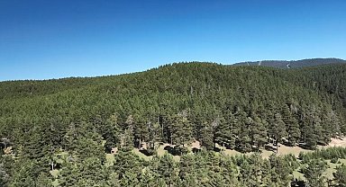 Kars'ta 1 Temmuz'da itibaren ormanlık alanlara girmek yasaklandı