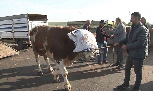 Kars'ta 900 kiloluk boğa 300 bin TL'ye satıldı