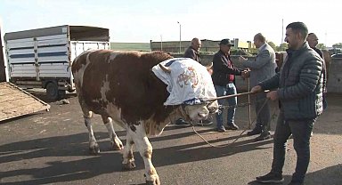 Kars'ta 900 kiloluk boğa 300 bin TL'ye satıldı