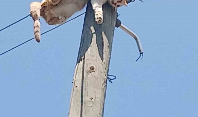 Kars'ta elektrik direğinde mahsur kalan kedi kurtarıldı
