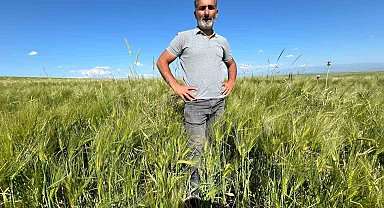 Kars'ta tarım arazilerinde yerli ve milli arpa bereketi