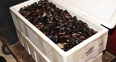 Kastamonu'da 45 kilogram sağlıksız midye ele geçirildi