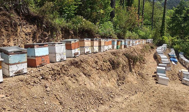 Kastamonu'da 56 arı kovanı zehirlendi: 1 milyona yakın arı telef oldu