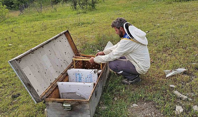 Kastamonu'da ayı bal kovanlarını parçaladı