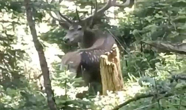 Kastamonu'da benekli kızıl geyik görüntülendi