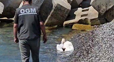 Kastamonu'da sahilde yaralı halde bulunan pelikan, tedavi altına alındı