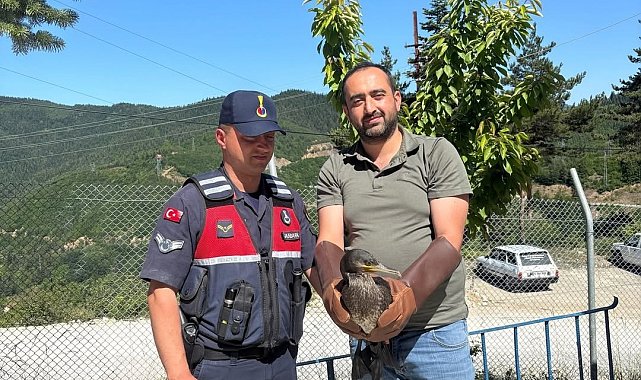 Kastamonu'da yaralı halde bulunan karabatak ve karga yeniden doğaya salındı