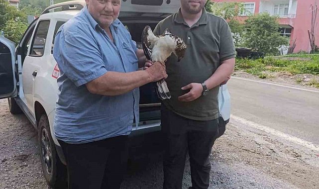 Kastamonu'da yaralı halde bulunan şahin, tedavi altına alındı