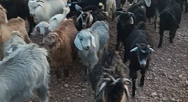 Kaybolan 38 küçükbaşın bulunması için yardım bekleniyor