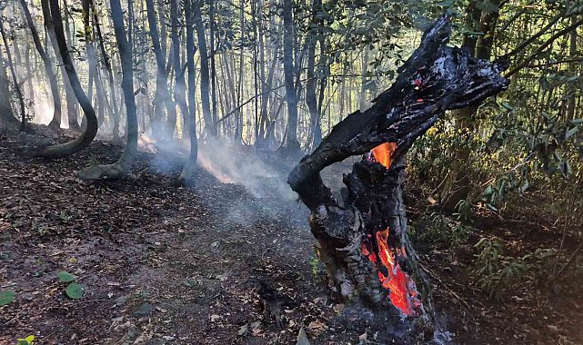 Kayın ve gürgen ağaçları alevlere teslim oldu