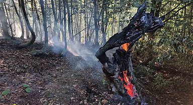Kayın ve gürgen ağaçları alevlere teslim oldu