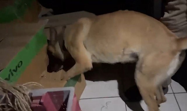 Kayseri'de 79 yaşındaki 'torbacı' yakalandı