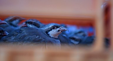 Kayseri'de doğaya keklik salımı yapıldı