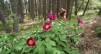Kazdağları'nda yetişen endemik şakayık türünü koparmanın cezası 557 bin TL