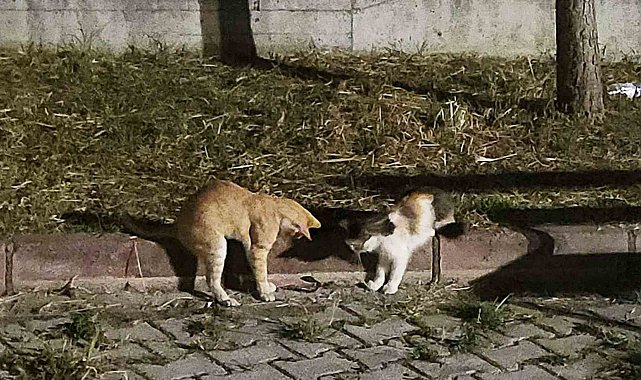 Kedilerin çıyanla tehlikeli oyunu