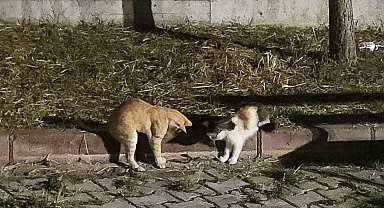 Kedilerin çıyanla tehlikeli oyunu