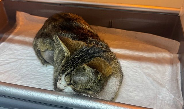 Kedinin mesanesinden 2 santimlik taş çıkarıldı