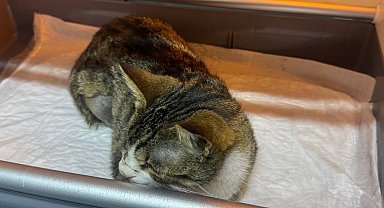 Kedinin mesanesinden 2 santimlik taş çıkarıldı