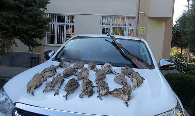 Keklik kalmadı keneler çoğaldı