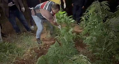 Kenevir bahçesine çevirilen eve jandarmadan operasyon: 2 gözaltı