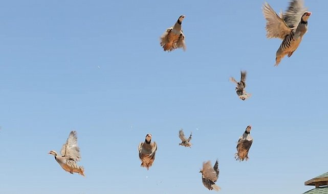 Keneye karşı doğaya keklik salma faaliyetleri devam ediyor