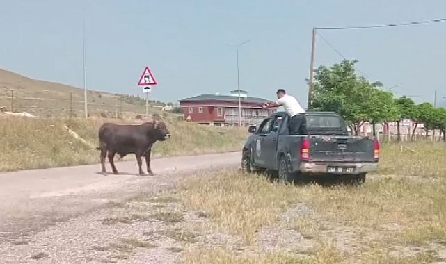 Kesimden kaçan tosun, uyuşturucu iğneyle sakinleştirildi