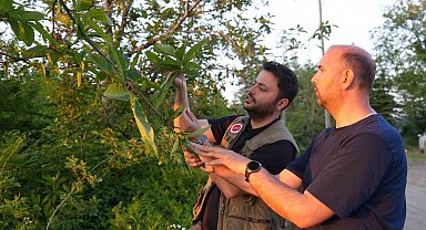 Kestane ağaçlarını kurutan gal arısıyla mücadele sürüyor: Kestane balında verimin artması bekleniyor
