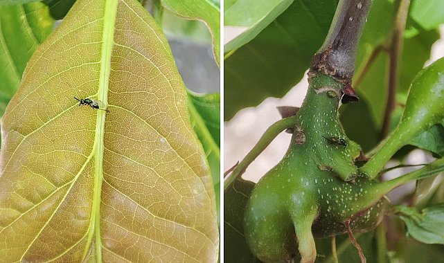 Kestane ormanları kurtarmak için mücadele sürüyor