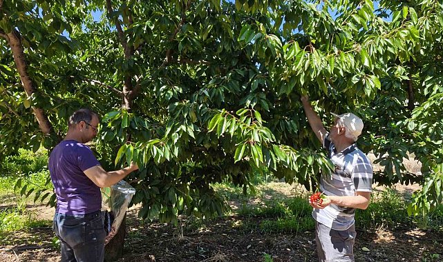 Kirazlar pestisit kalıntısı analizi için toplandı