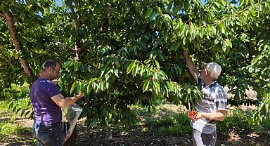 Kirazlar pestisit kalıntısı analizi için toplandı