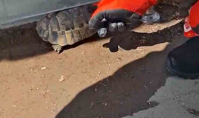 Kırıkkale'de cam korkuluk ile zemin arasına sıkışan kaplumbağayı itfaiye kurtardı