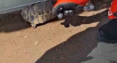 Kırıkkale'de cam korkuluk ile zemin arasına sıkışan kaplumbağayı itfaiye kurtardı
