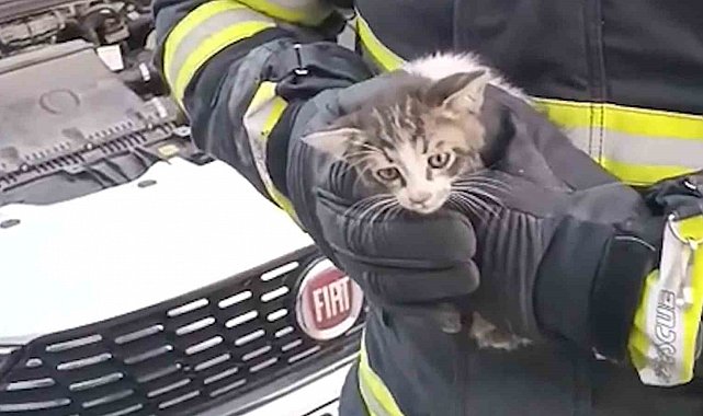 Kırıkkale'de kedi kurtarma operasyonu