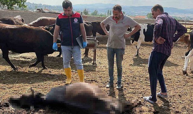 Kırıkkale'de yıldırım düşmesi sonucu 6 büyükbaş hayvan telef oldu