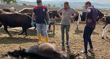 Kırıkkale'de yıldırım düşmesi sonucu 6 büyükbaş hayvan telef oldu