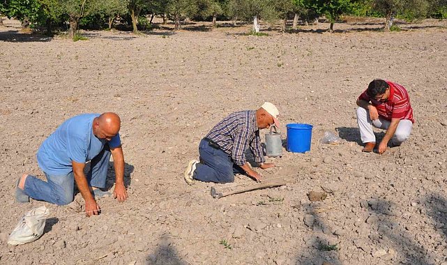 Kırkağaç Kavunu'nda tohumlar toprakla buluştu