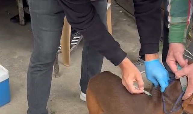 Kırklareli'nde evcil hayvanlara kuduz aşılaması yapılıyor