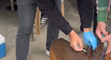 Kırklareli'nde evcil hayvanlara kuduz aşılaması yapılıyor