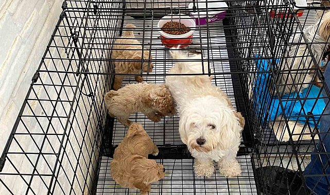 Kırklareli'nde kaçak hayvan üretilen adrese baskın