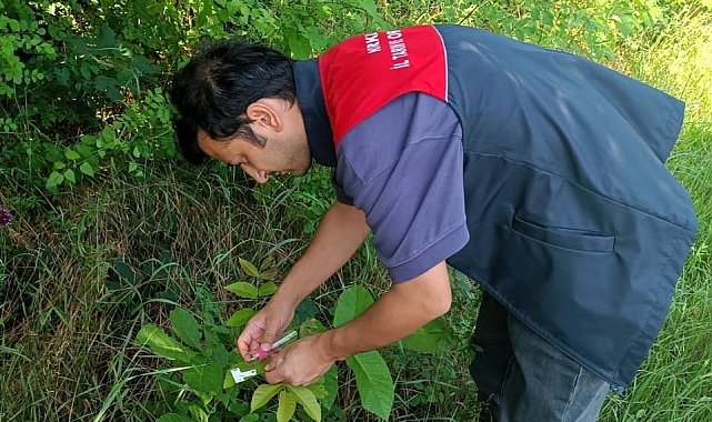Kırklareli'nde kahverengi kokarcaya karşı 2 bin samuray arıcığı doğaya salındı