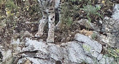 Kırmızı listedeki vaşak Kemaliye'de görüntülendi