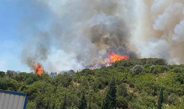 Kocaeli'de ağaçlık alanda çıkan yangına müdahale ediliyor