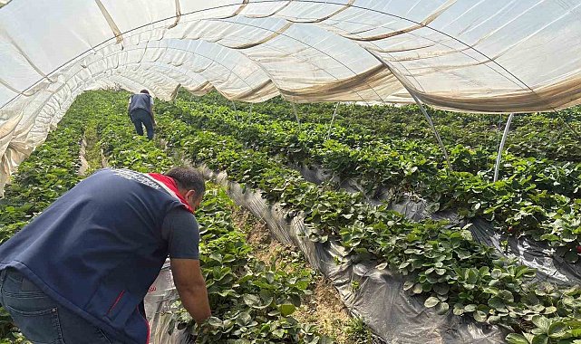 Koçarlı'da çileklere sıkı denetim