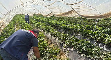 Koçarlı'da çileklere sıkı denetim