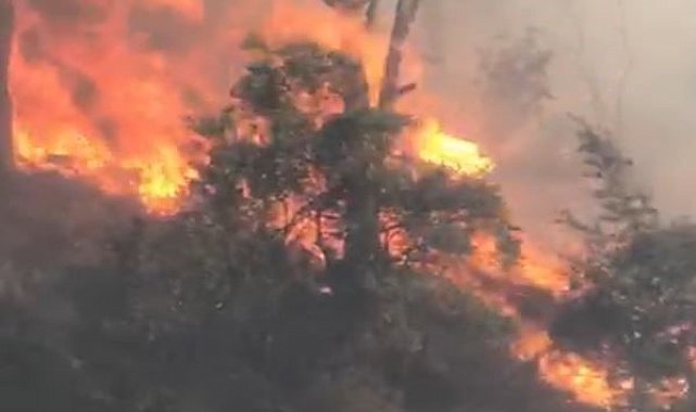 Koçarlı'da orman yangını: Çok sayıda ekip sevk edildi