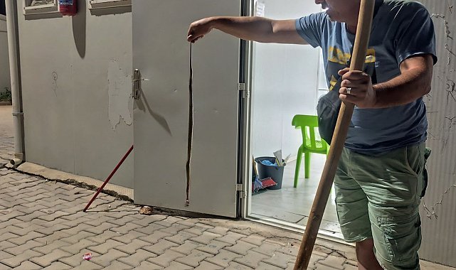 Konteynere giren yılan paniğe neden oldu