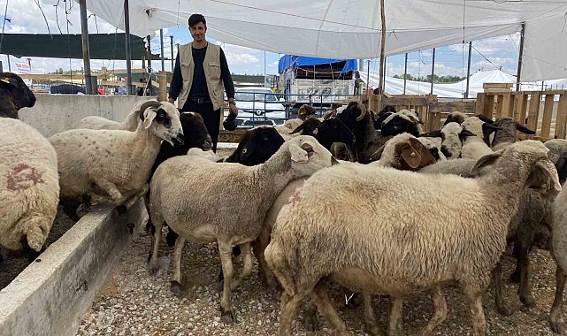 Konya'da kurban satıcıları yarını bekliyor
