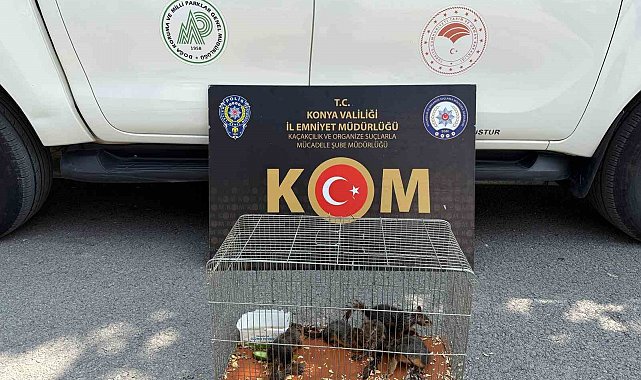 Konya'da yasadışı sincap ticaretine operasyon