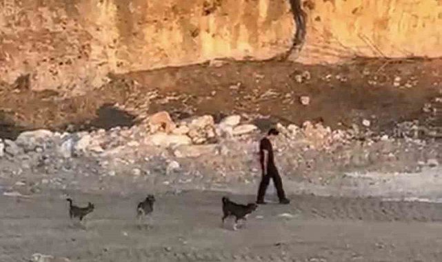 Köpeklerin saldırısına aldırış etmeden yoluna devam etti